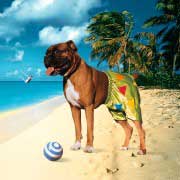 ������� ������� 'Mr Love Pants' (1998 �.) ������ Ian Dury & The Blockheads